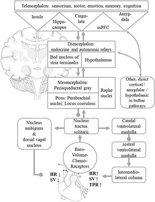 Blood Pressure in Seizures and Epilepsy